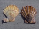 PECTINIDAE AZUMAPECTEN FARRERI