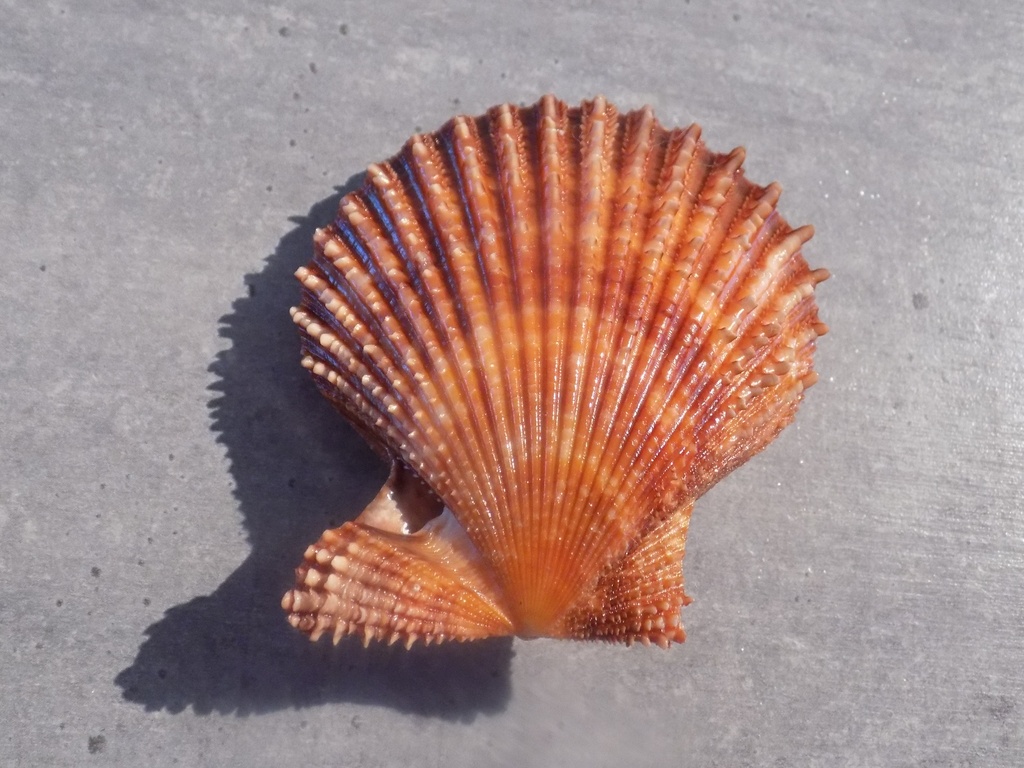 PECTINIDAE LINDAPECTEN MUSCOSUS