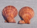 PECTINIDAE LINDAPECTEN MUSCOSUS