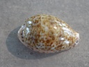 CYPRAEA ZONARIA ZONARIA