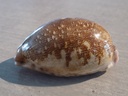 CYPRAEA LEPORICYPRAEA MAPPA VIRIDIS