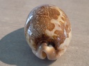 CYPRAEA LEPORICYPRAEA MAPPA VIRIDIS