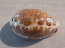 CYPRAEA LEPORICYPRAEA MAPPA VIRIDIS