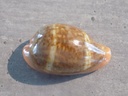 CYPRAEA ZONARIA PYRUM PYRUM