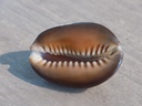 CYPRAEA MONETARIA CAPUTDRACONIS XL