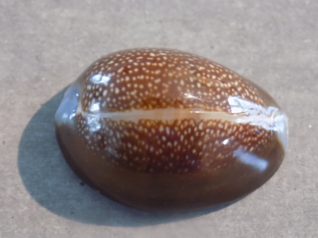 CYPRAEA MONETARIA CAPUTDRACONIS XL