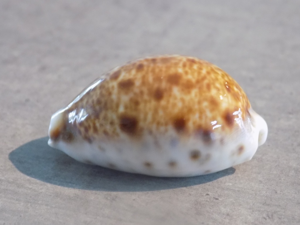 CYPRAEA LYNCINA LYNX Nigérisante