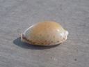 CYPRAEA NARIA SPURCA 