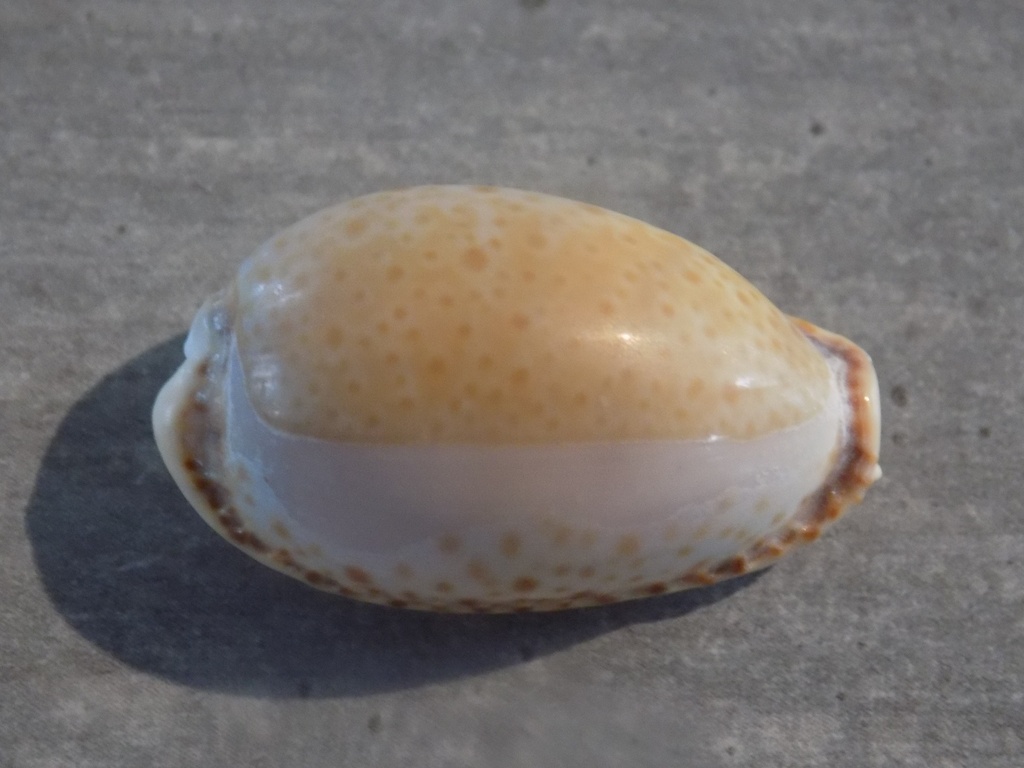 CYPRAEA NARIA SPURCA 