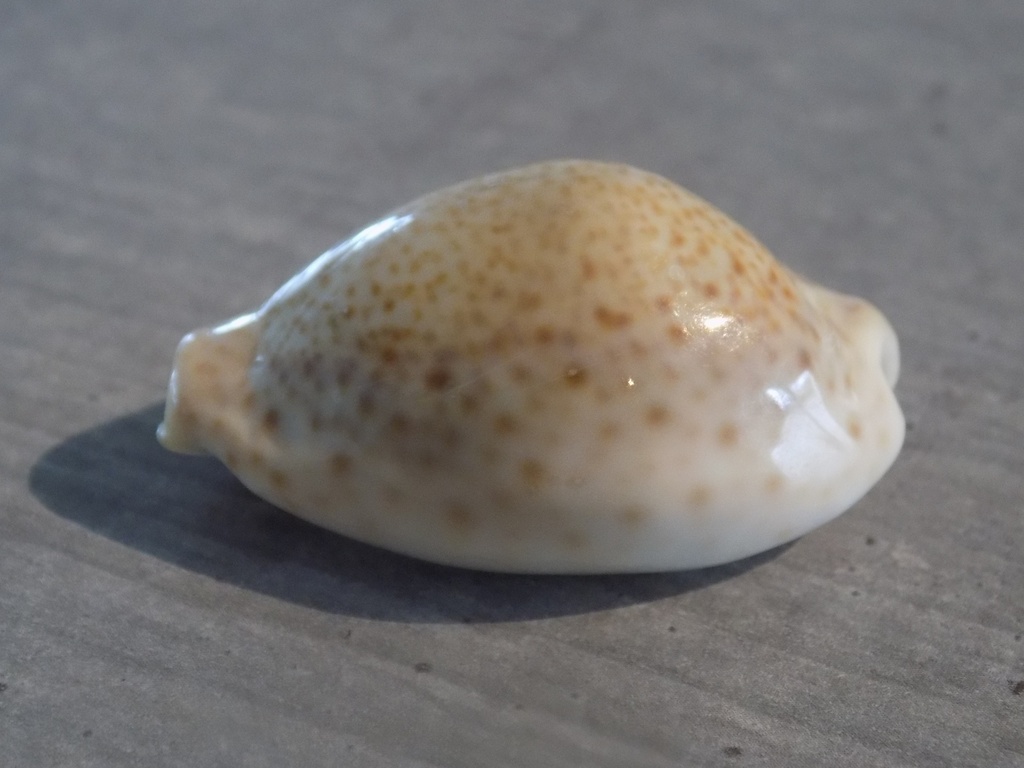 CYPRAEA EROSARIA TURDUS TURDUS 