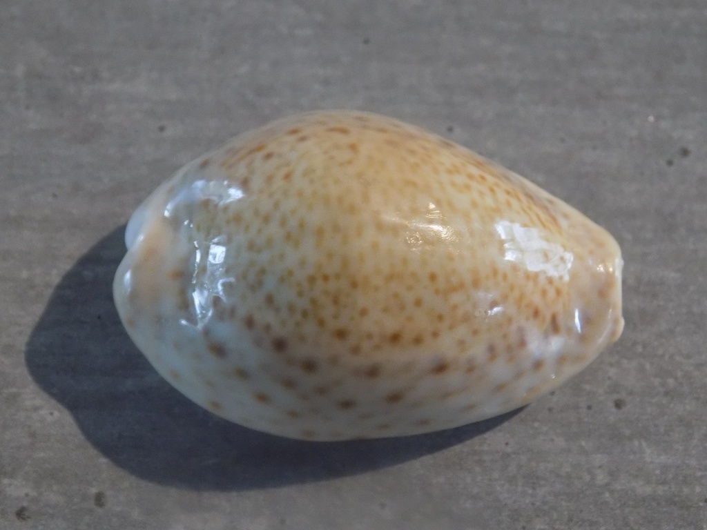 CYPRAEA EROSARIA TURDUS TURDUS 