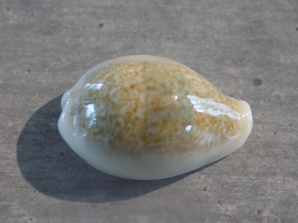 CYPRAEA ERRONEA OVUM CHRYSOSTOMA