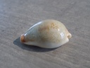 CYPRAEA ERRONEA SUBVIRIDIS SUBVIRIDIS