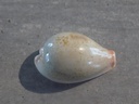 CYPRAEA ERRONEA SUBVIRIDIS SUBVIRIDIS