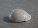 CYPRAEA ERRONEA PYRIFORMIS