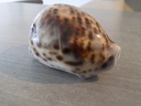 CYPRAEA TIGRIS TIGRIS FREAK