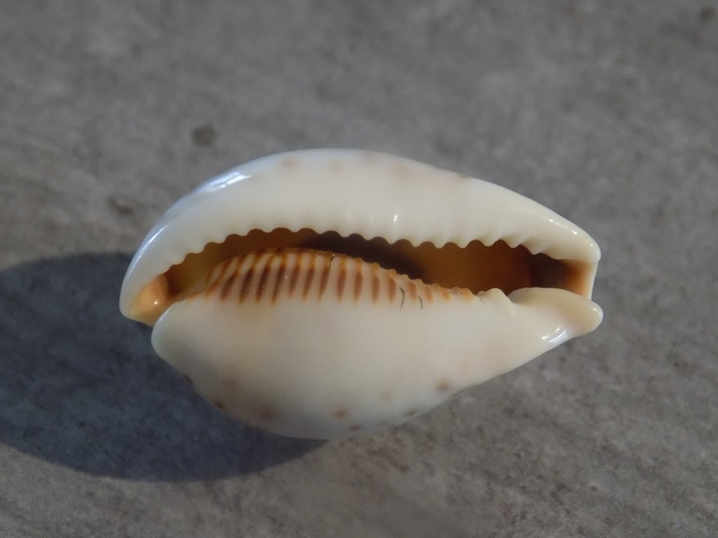 CYPRAEA ERRONEA PYRIFORMIS