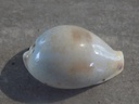 CYPRAEA ERRONEA PYRIFORMIS