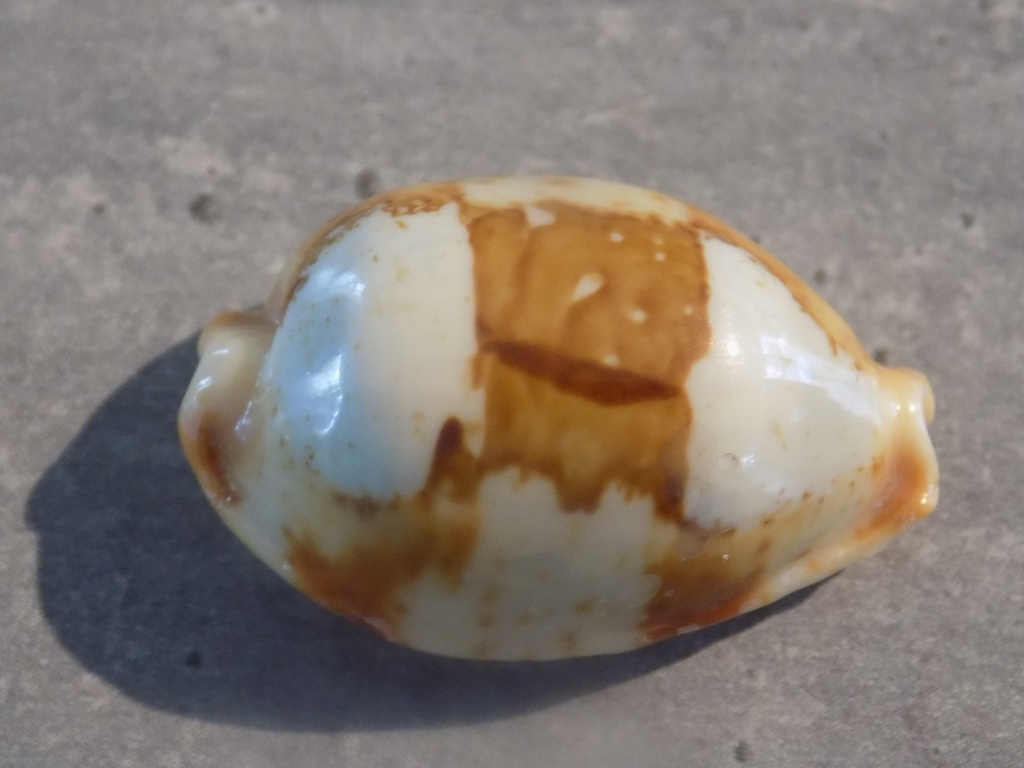 CYPRAEA BISTOLIDA CROSSEI