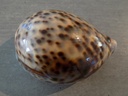 CYPRAEA TIGRIS TIGRIS FREAK