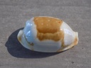 CYPRAEA BISTOLIDA STOLIDA STOLIDA