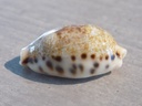 CYPRAEA ERRONEA CAURICA DRACEANA