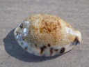 CYPRAEA ERRONEA CAURICA DRACEANA