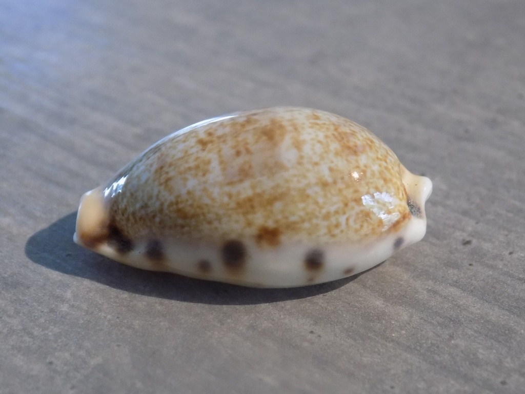 CYPRAEA ERRONEA CAURICA QUINQUEFASCIATA