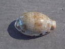 CYPRAEA ERRONEA CAURICA QUINQUEFASCIATA