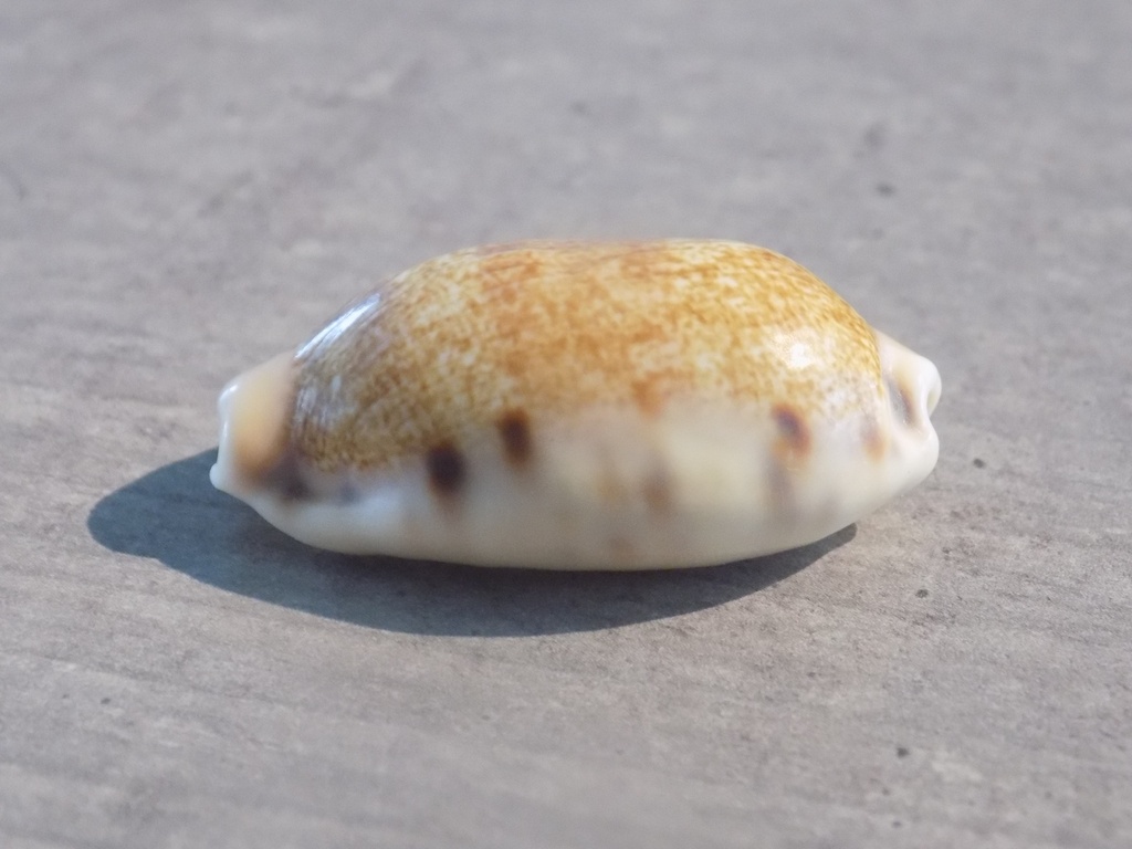 CYPRAEA ERRONEA CAURICA CAURICA