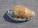 CYPRAEA ERRONEA CAURICA CAURICA