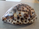 CYPRAEA TIGRIS TIGRIS XL