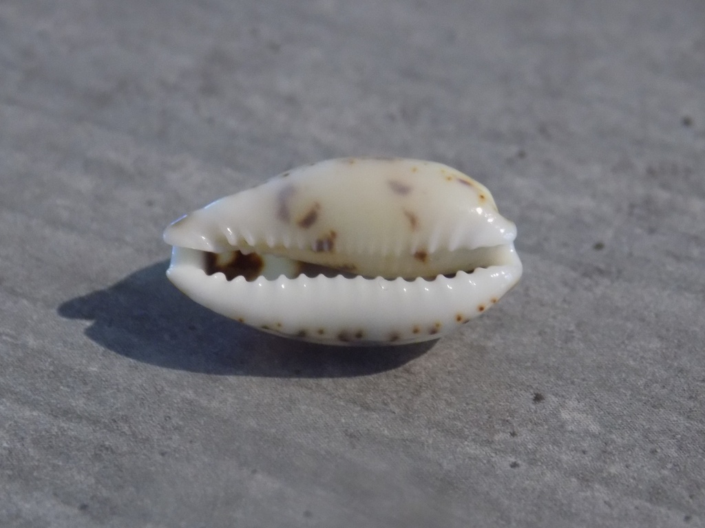 CYPRAEA BISTOLIDA KIENERI lot 2