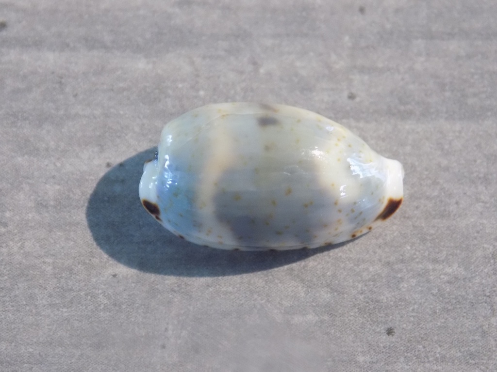 CYPRAEA BISTOLIDA KIENERI lot 2