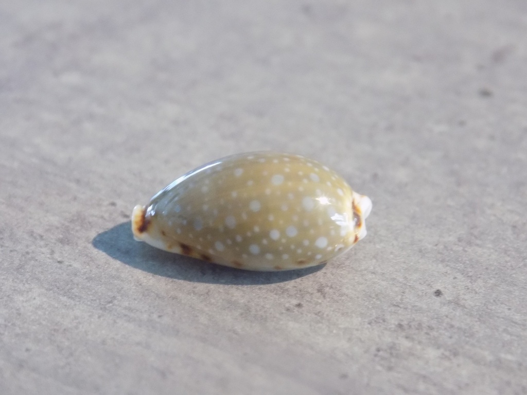 CYPRAEA NARIA LABROLINEATA