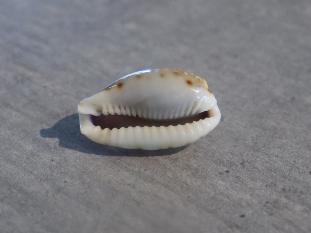 CYPRAEA NARIA LABROLINEATA