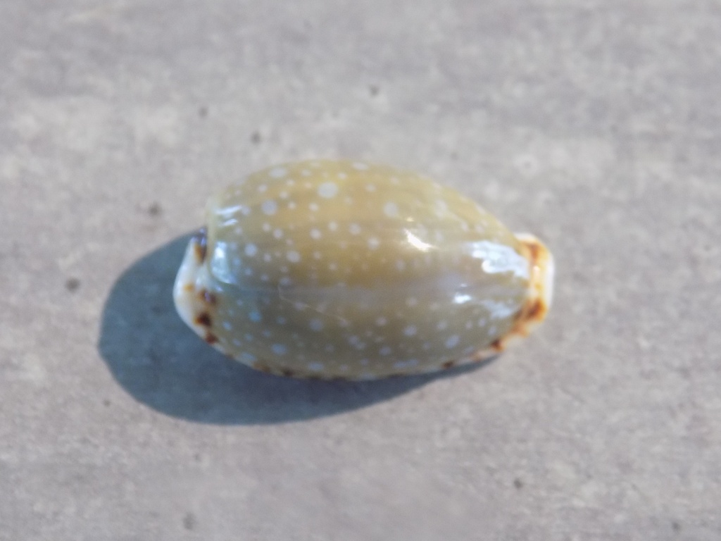 CYPRAEA NARIA LABROLINEATA