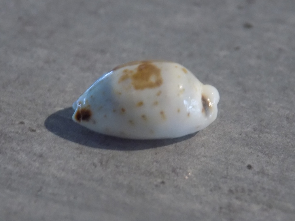 CYPRAEA BISTOLIDA HIRONDO NEGLECTA