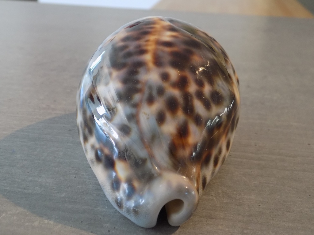 CYPRAEA TIGRIS TIGRIS XL