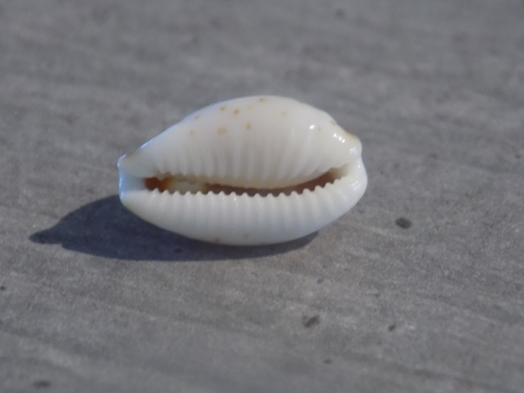 CYPRAEA BISTOLIDA HIRONDO HIRONDO