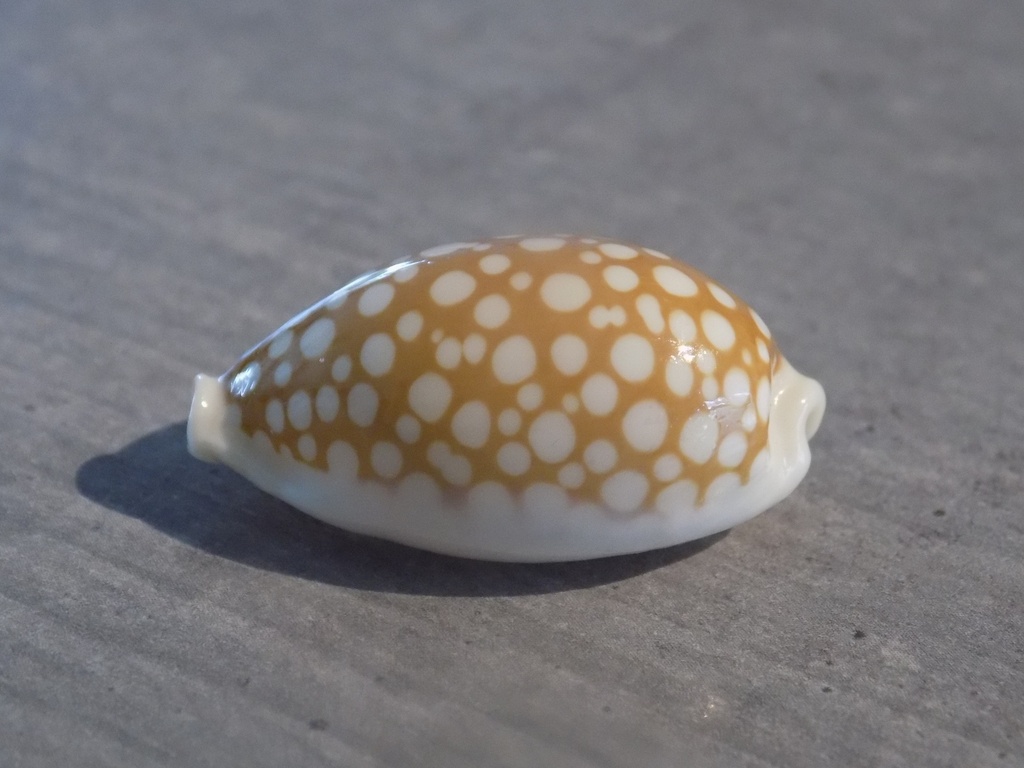 CYPRAEA CRIBRARULA CRIBRARIA CRIBRARIA