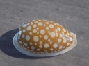 CYPRAEA CRIBRARULA CRIBRARIA CRIBRARIA