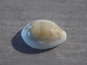 CYPRAEA BLASICRURA PALLIDULA RHINOCEROS 