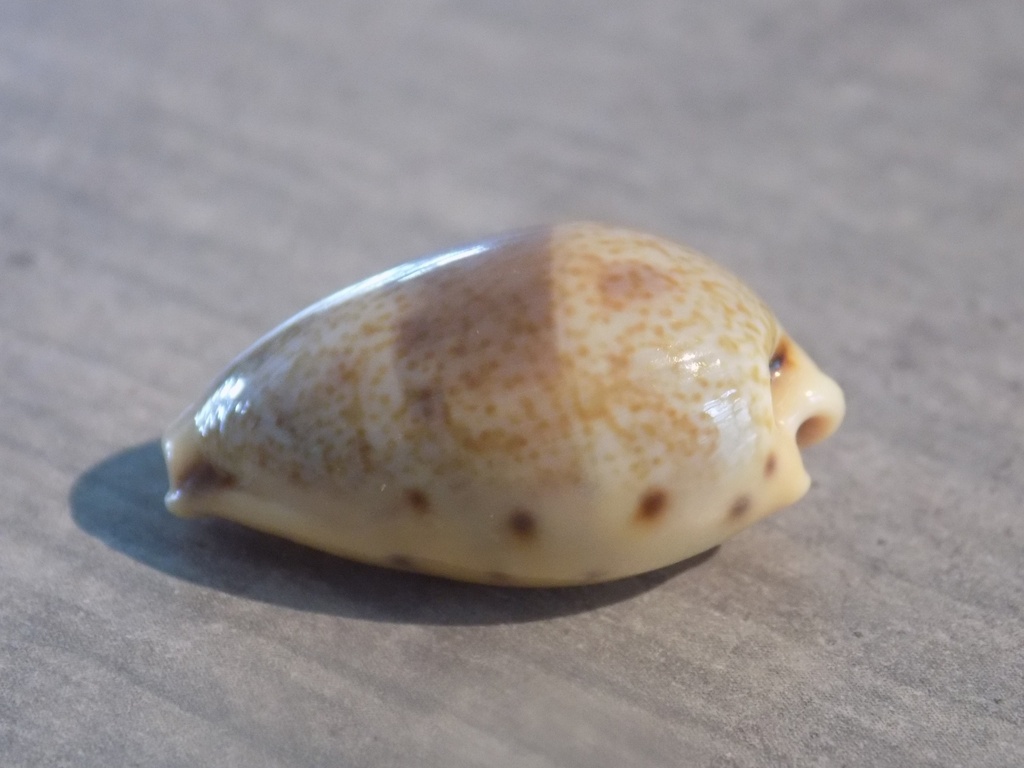 CYPRAEA CONTRADUSTA WALKERI