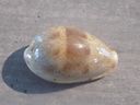 CYPRAEA CONTRADUSTA WALKERI