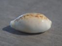 CYPRAEA ECLOGAVENA COXENI