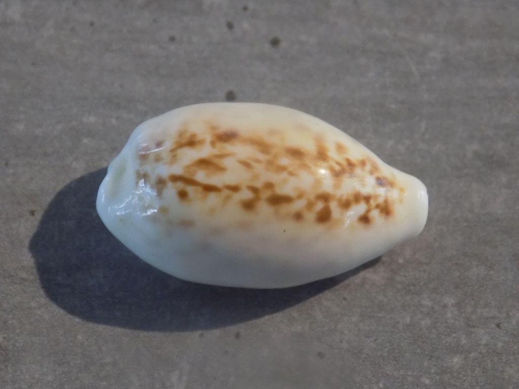 CYPRAEA ECLOGAVENA COXENI