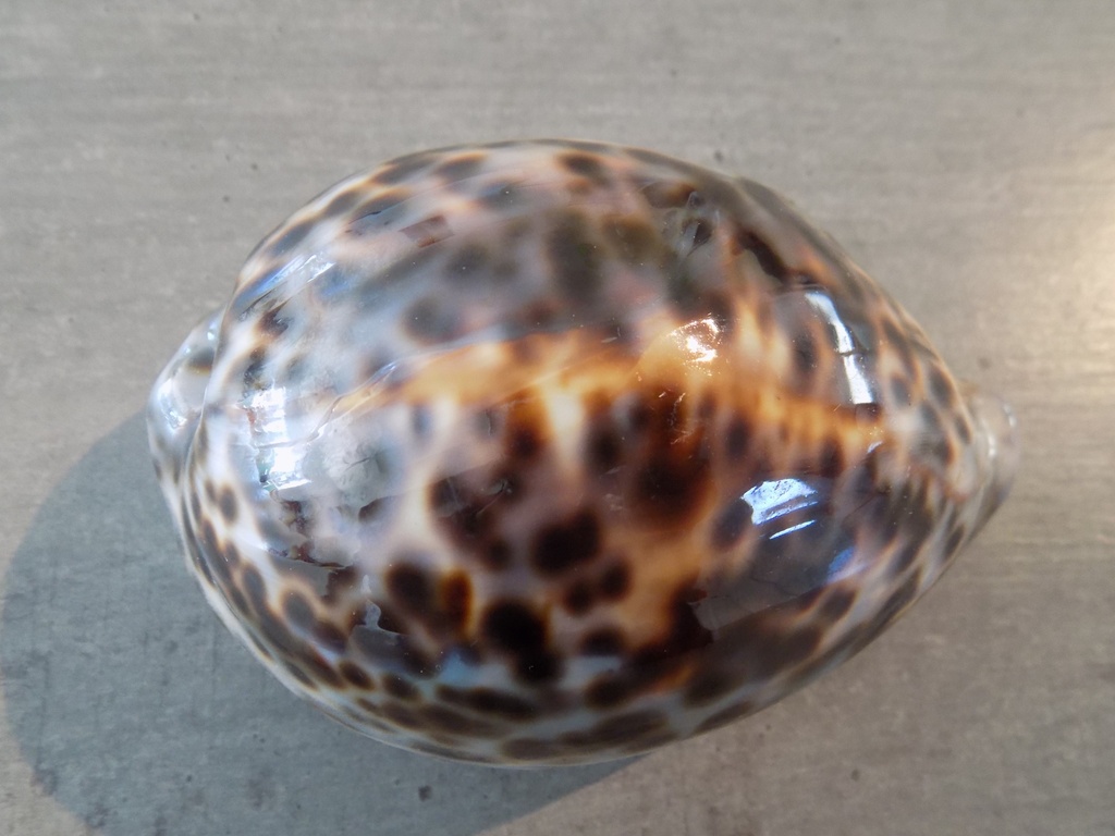 CYPRAEA TIGRIS TIGRIS XL