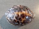 CYPRAEA TIGRIS TIGRIS XL