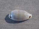 CYPRAEA ECLOGAVENA QUADRIMACULATA